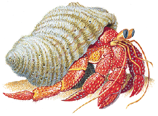hermit-crab-info0.gif