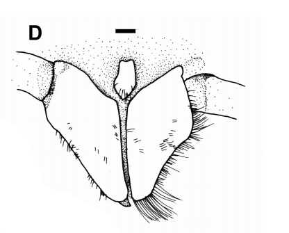 Sexual tube coenobita lila